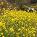 유채하우스 이미지