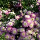 홍삼스파참숯가마사우나 이미지