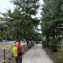 치악산둘레길 9코스 자작나무길 이미지