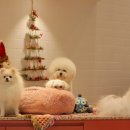 핫도그 애견 이미지