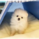 도그애견 이미지