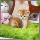 캣스토리 고양이분양 일산본점 이미지