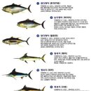 참치스토리 이미지