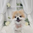 화려하개 이미지