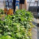 딸기밭 부농 이미지