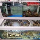 먹자대게 이미지