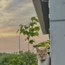 하담스파펜션 네이버블로그
