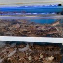 대게궁 | 직접 먹어본 울진 대게궁 찐 후기 남길 만큼 대게와 활어회 구성이 완벽해요