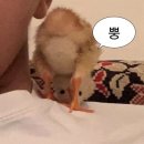 벨루시아 | (못찾아서 직접 씀) 레이븐2 디바인캐스터 육성 후기 (레이븐2 가이드북 1편)