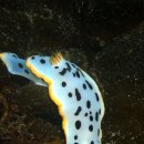 작은한개 이미지