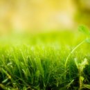 파레스장 이미지