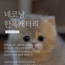 주식회사 대구고양이분양 네코냥 | 대구고양이분양 네코냥 추석엔 여기서