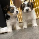 나라애견본점 이미지