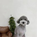 모모티디 독 쌀롱 반려견 미용 계림점 이미지