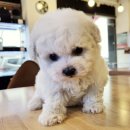 아이러브독 강아지분양 부천점 이미지