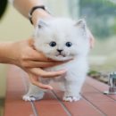 도그플러스 동물병원 이미지