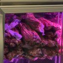 종암15 | 회식의달인 종암점 고기질이 다른 소고기 돼지고기 무한리필