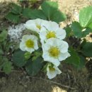 치악산농장 이미지