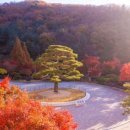 숲을향한시선 이미지