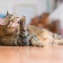 그루밍솔 이미지