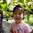 채원농원 이미지