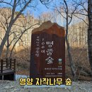 정기산행(166회1209) 영양 자작나무숲 트레킹 이미지