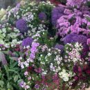 레몬파크장 이미지