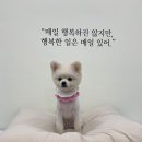 비마인 독 | 순천 애견미용 맛집 &#34;비마인독&#34;