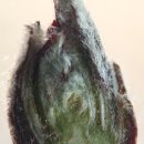 꽃눈