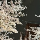 단디 | 내돈내산 합정 홍대 맛집 술집, 차돌묵은지 파스타 단디 웨이팅 후기