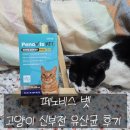 [15살 노령묘 땅콩이 고양이신부전 관리] 페노비스 고양이 신장 유산균 고양이유산균 고양이 영양제 후기