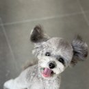 양파살롱 이미지