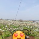 동만목장 | 성환 배꽃 뷰 카페 동민목장 배꽃이 활짝 피었어요