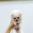 강아지분양 마이댕냥 일산점 | 일산 강아지분양 마이댕냥 일산점 건강하고 예쁜 댕댕이 분양소