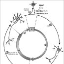 Neuronal cell cycle: the neuron itself and its circumstances 이미지