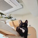 묘릉도원 이미지