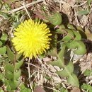 통일로순대국 Daum카페