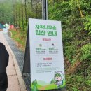 나무비 | 강원도 인제 자작나무숲 아이와 비 오는 날 다녀온 솔직 후기 (입산 시간/코스 팁)
