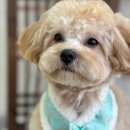 편안한댕 | 비봉 화성 애견미용실 대형견 미용도 가능한 곳