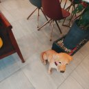 티라임스 이미지