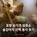 강아지&고양이 마을 | 포항 유기견 보호소 '숲강아지' 산책 봉사 후기