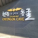 정선군선거관리위원회 | 대한민국 구석구석 강원도 삼척 여행 천곡박쥐동굴 보스대게 내돈내산!!