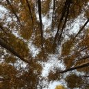 멍레스트 이미지