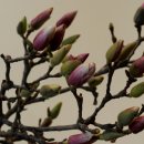 성전 및 전례 꽃꽂이 | 4월 성전 꽃꽂이 하기/Lenten Church Flower Arrangement
