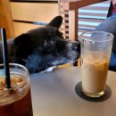 형님저예요 이미지