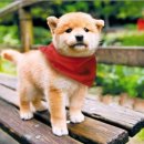 몽슈슈 강아지 이미지