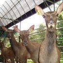 명품 TMR 사료 이미지