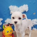 짱아미용실 이미지