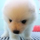 애개 하우스 이미지