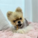 제리쿡 | [제리쿡 마약스틱] 주문당일 제작! 기호성좋은 강아지 수제간식 추천